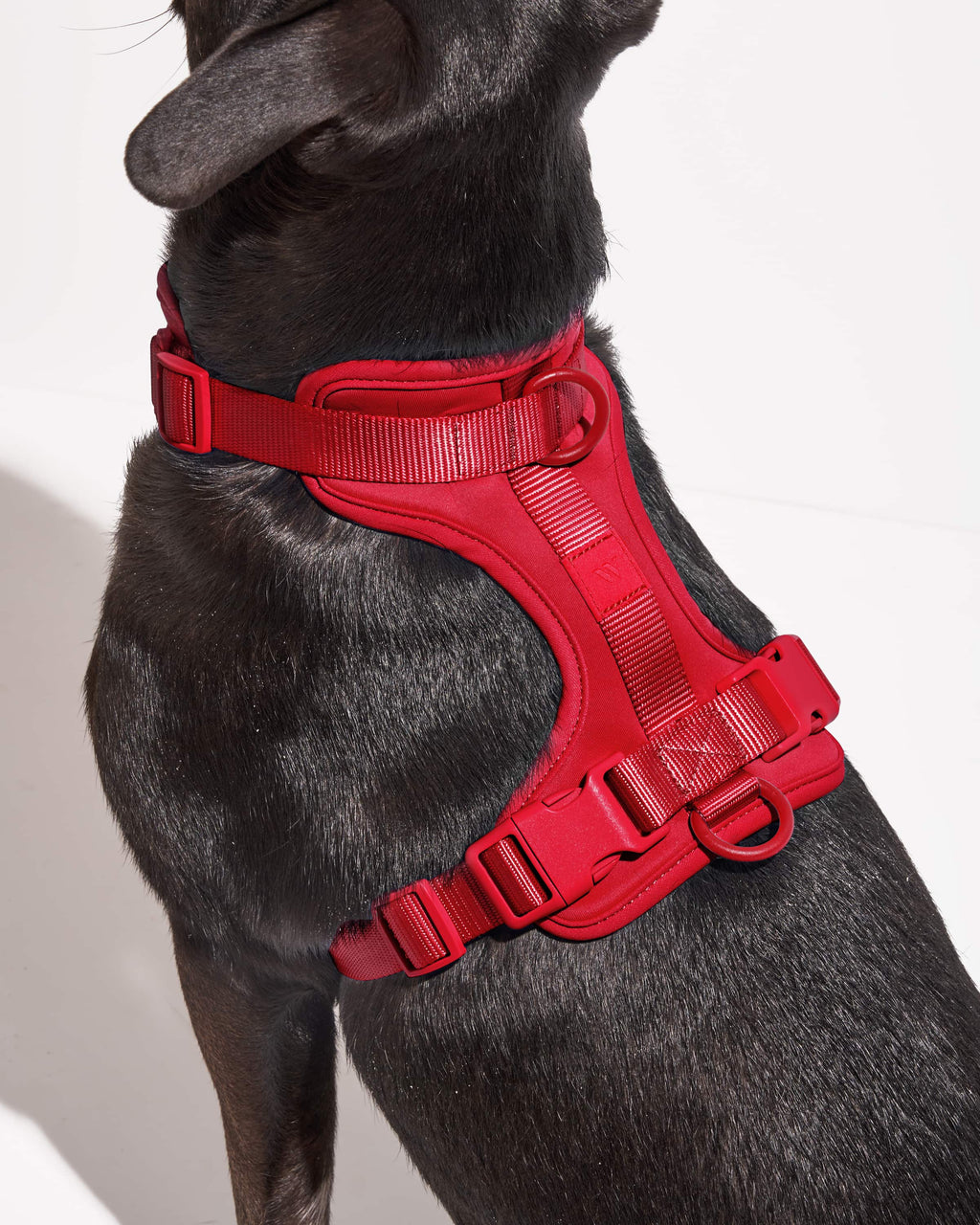 Cushioned Harness