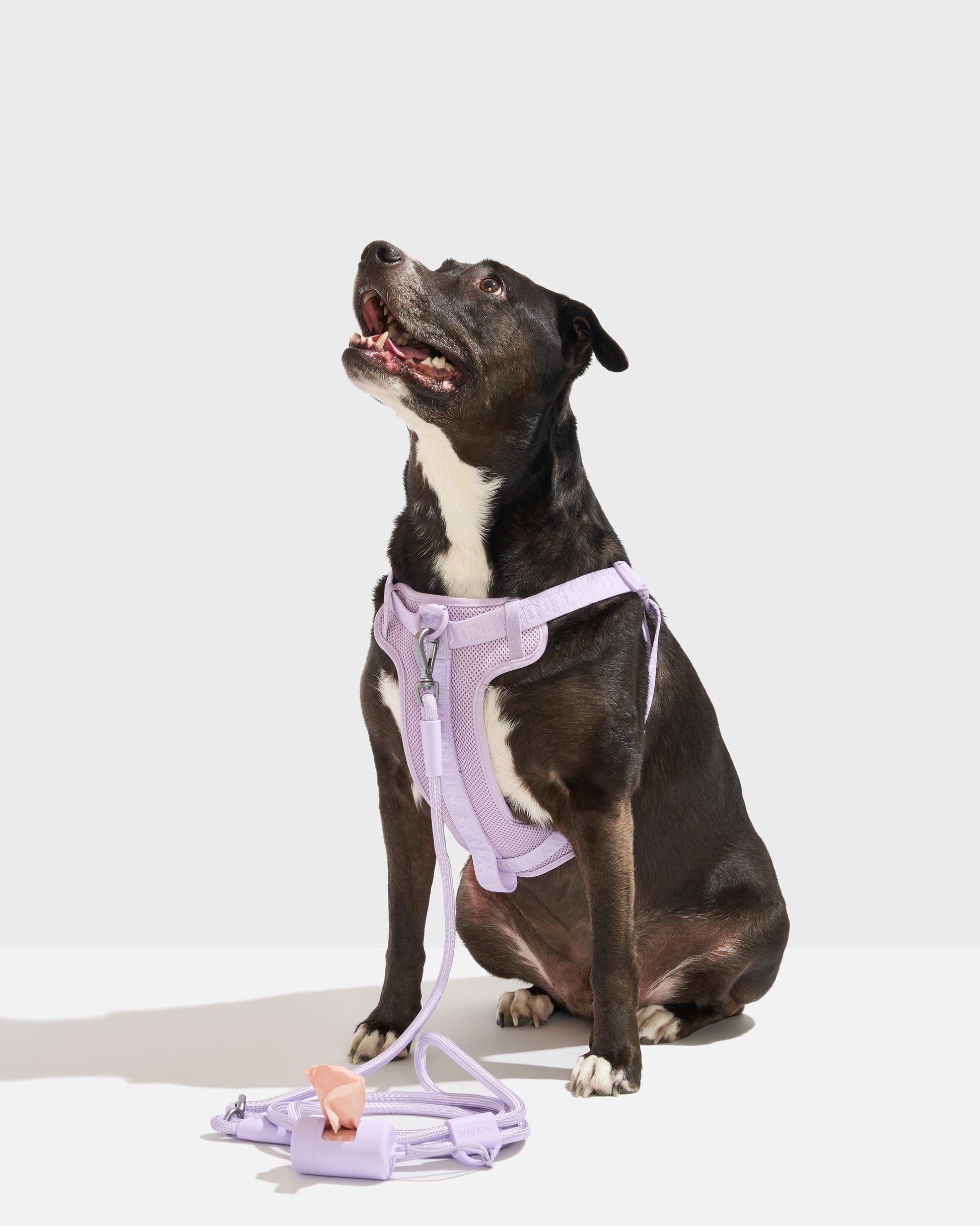 Step-In Harness + Hands-Free Rope Leash Walk Kit