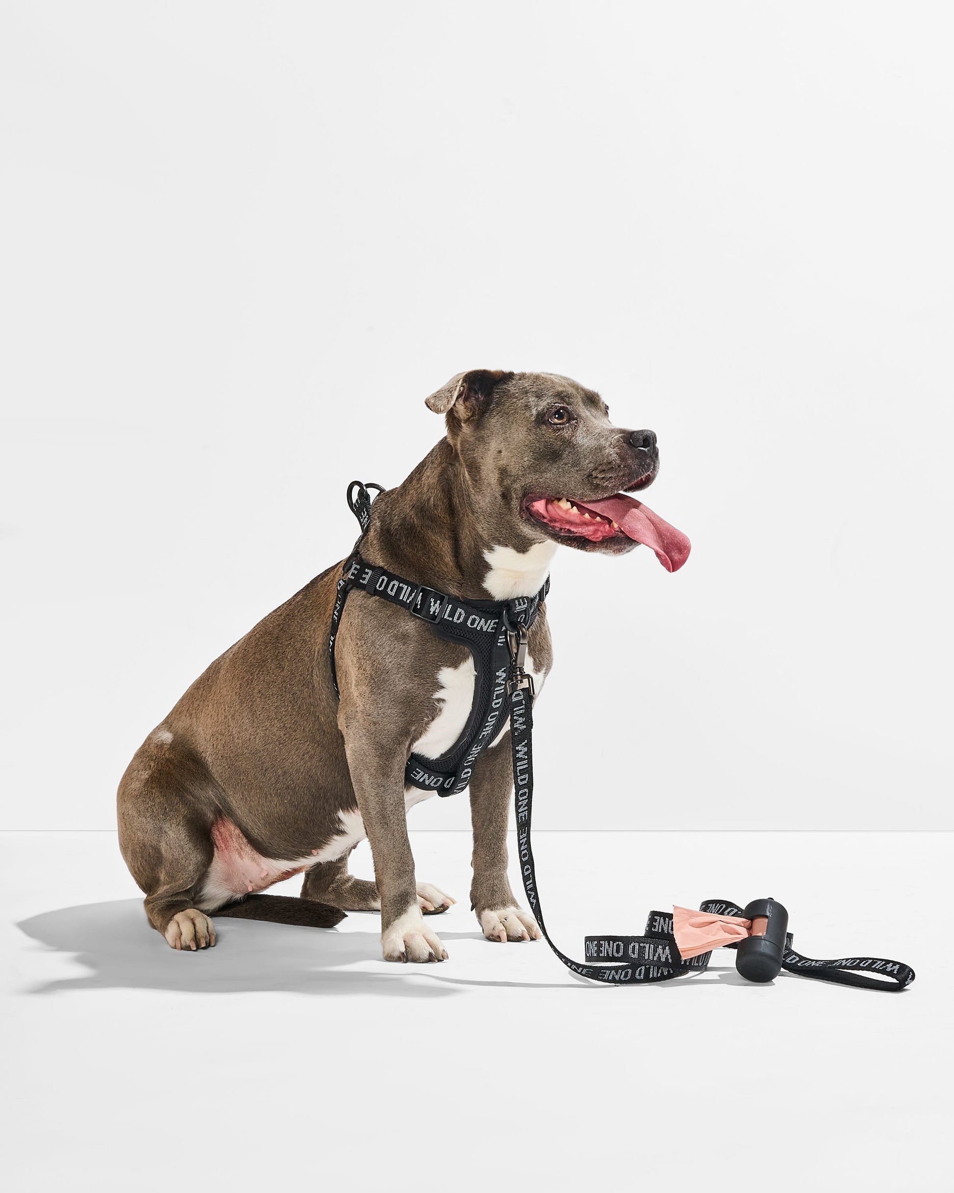 Step-In Harness + Waterproof Leash Walk Kit