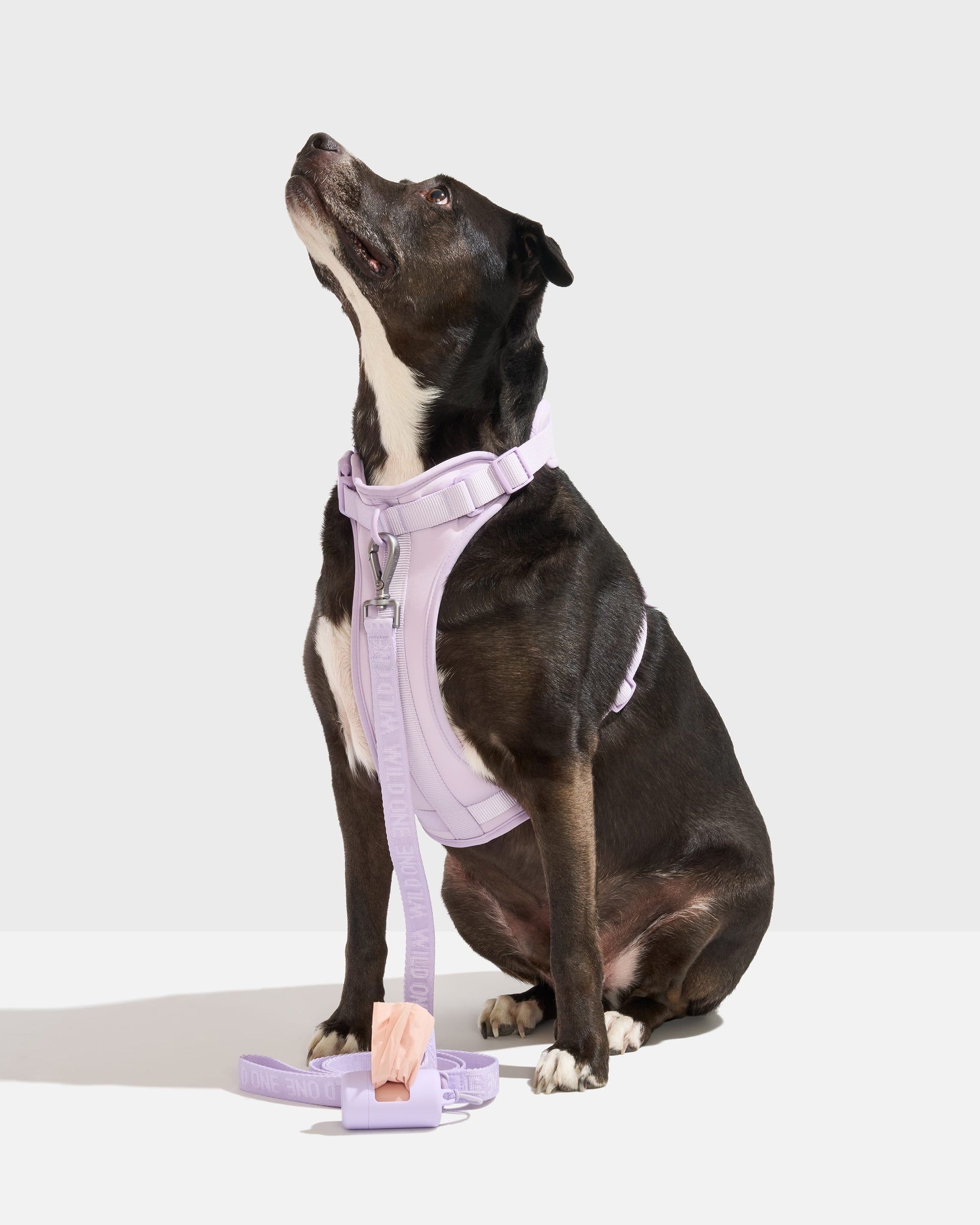 Cushioned Harness + Lightweight Leash Walk Kit