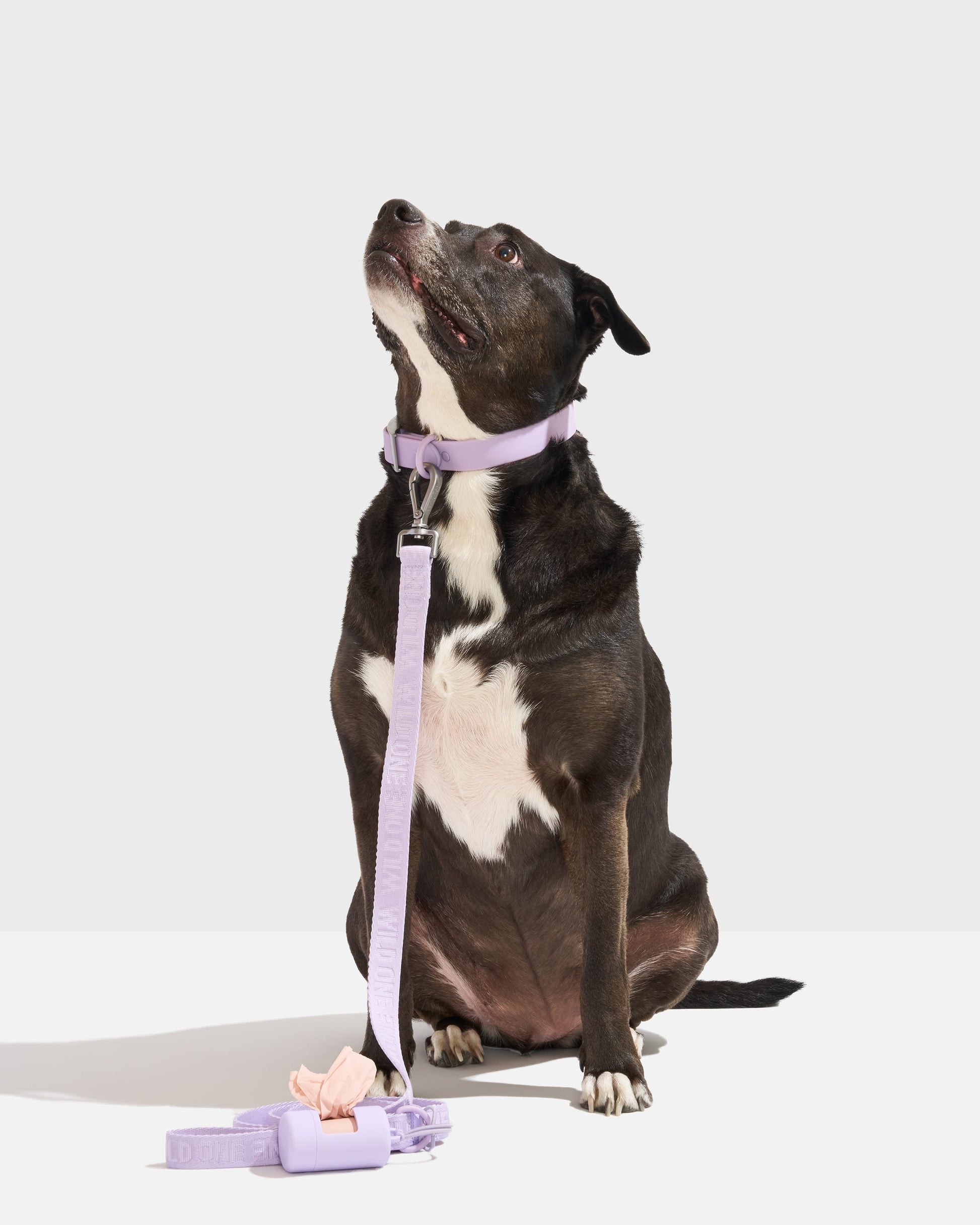 Quick-Release Dog Collar