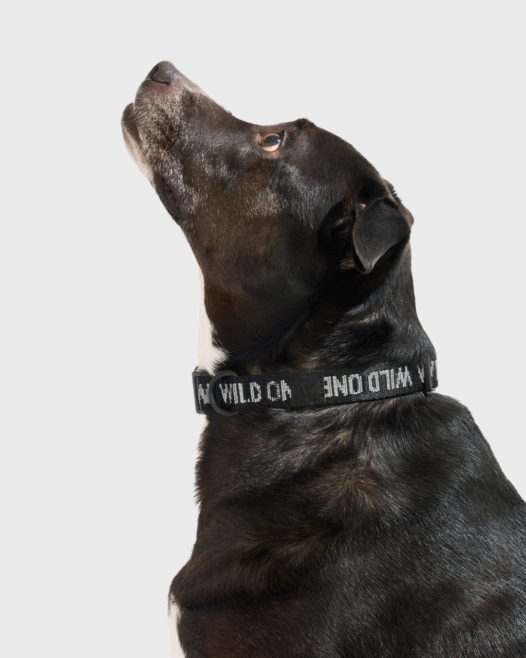 Quick-Release Dog Collar