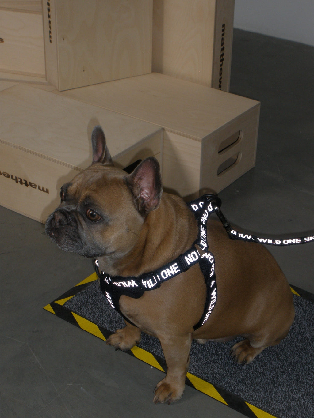 Lightweight Nylon Leash