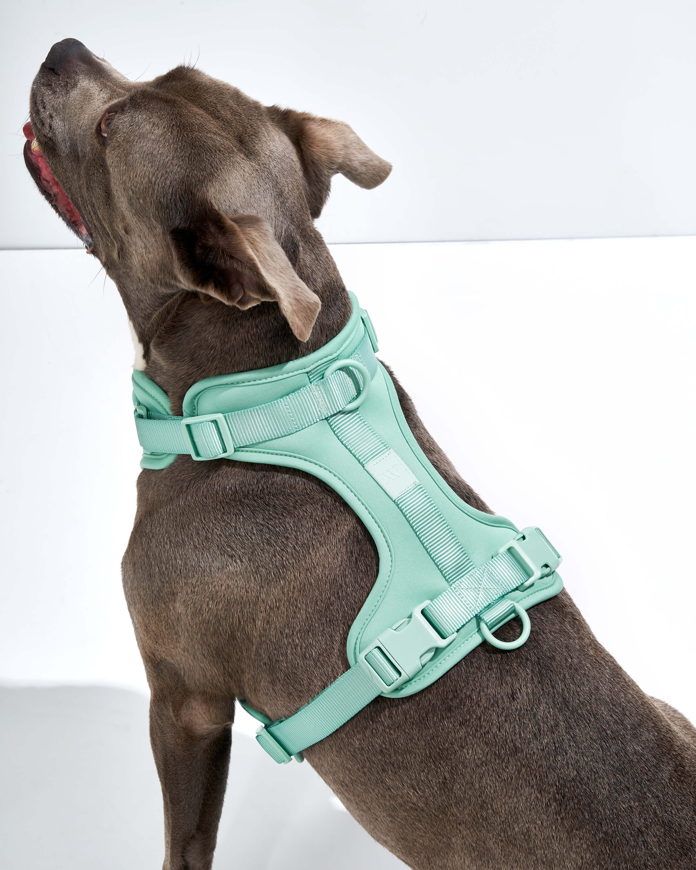 Cushioned Harness