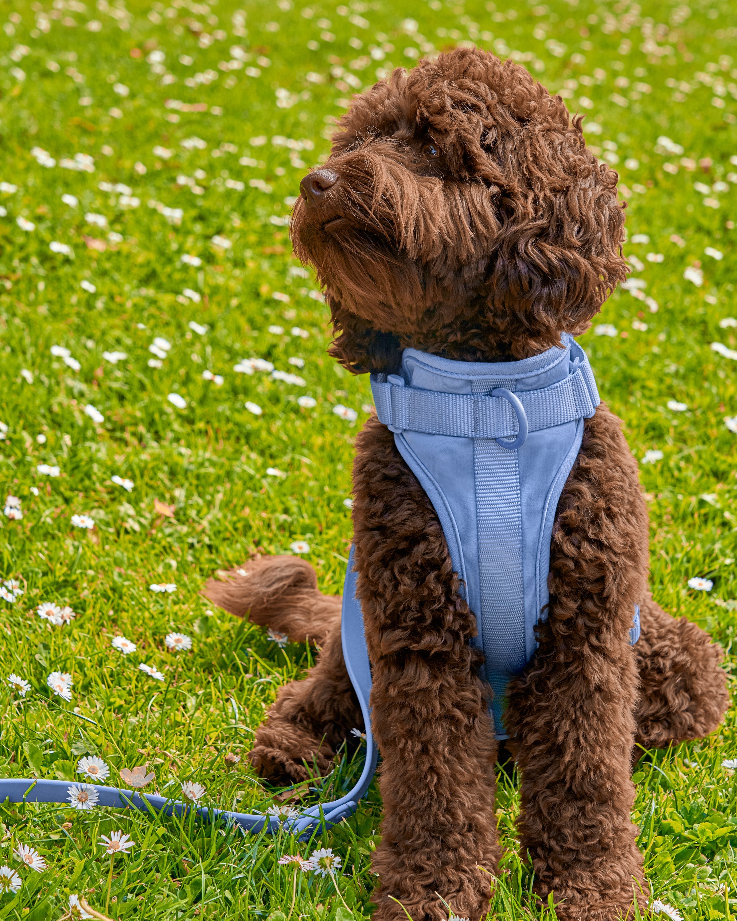 Cushioned Harness