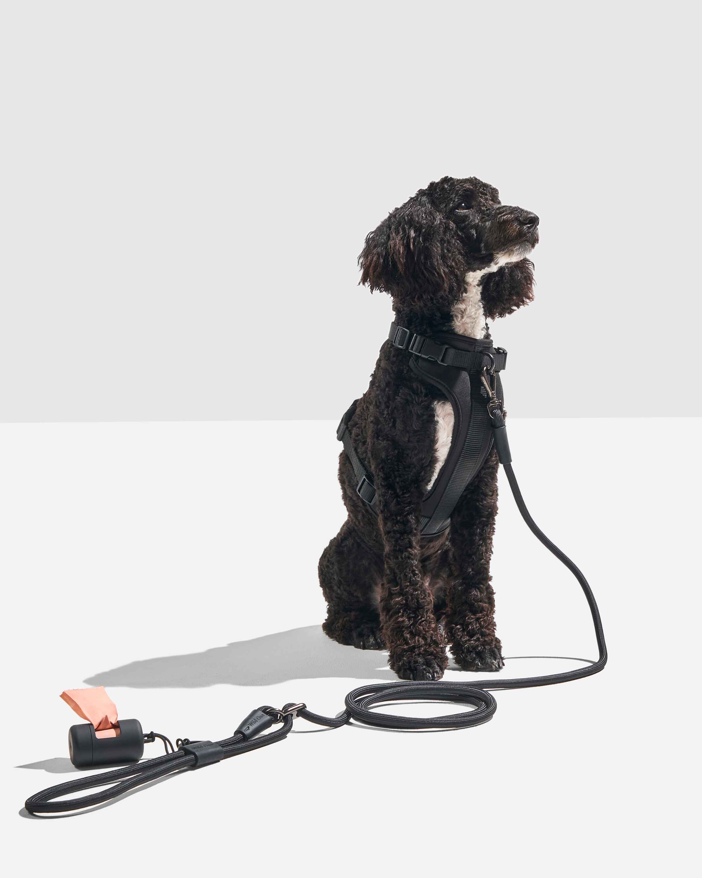 Hands-Free Rope Leash