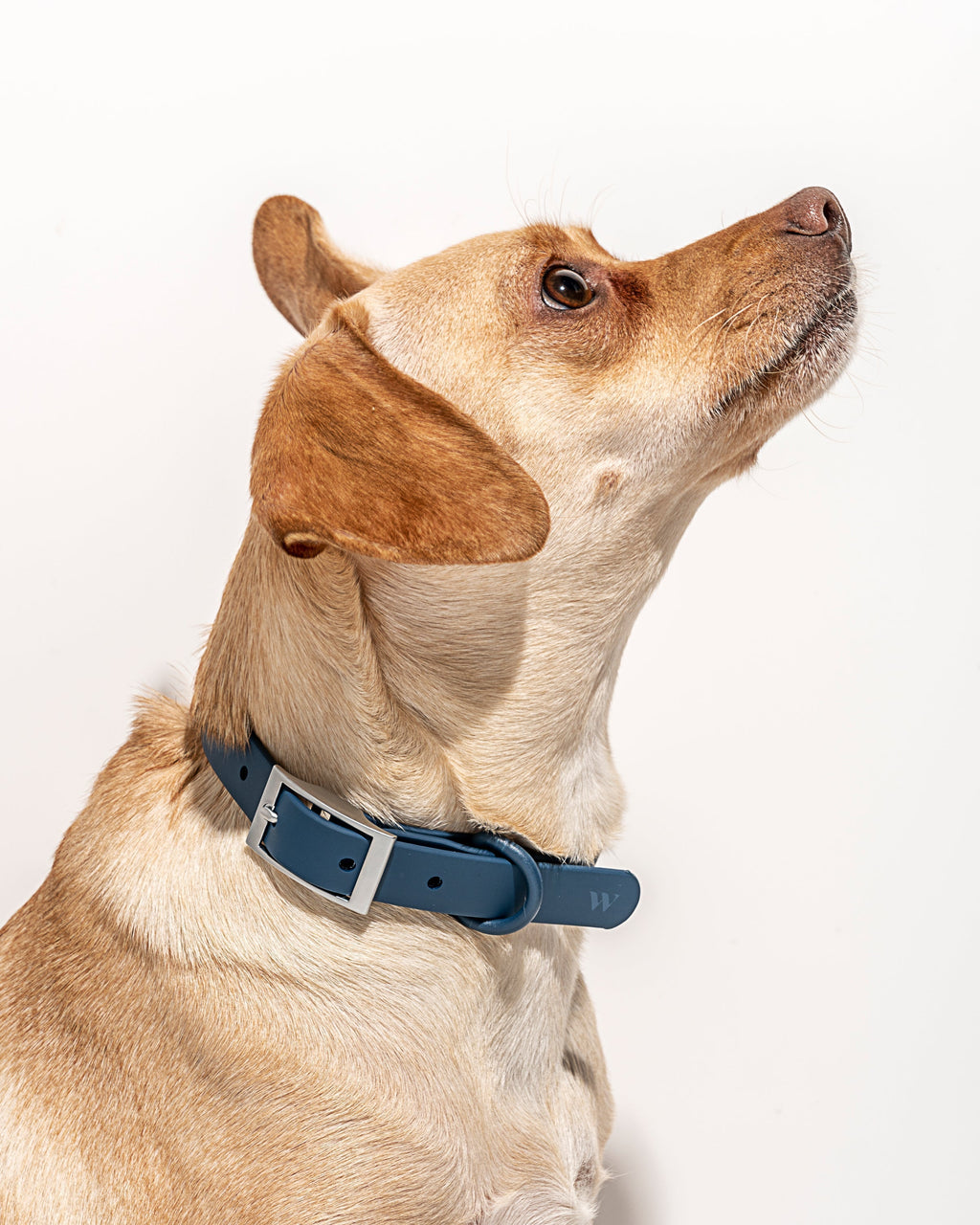 Waterproof Collar