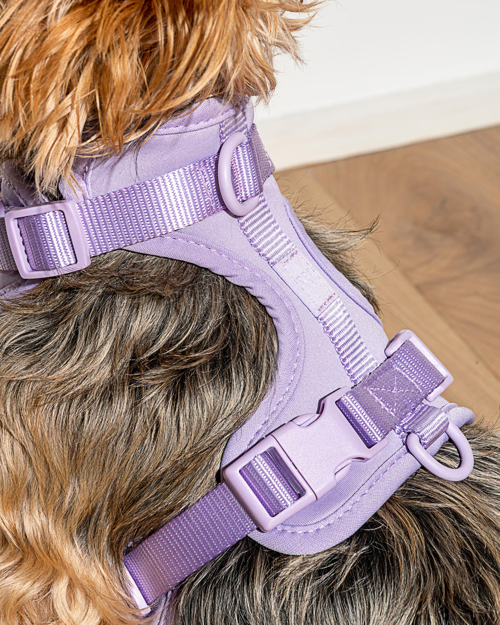 Cushioned Harness