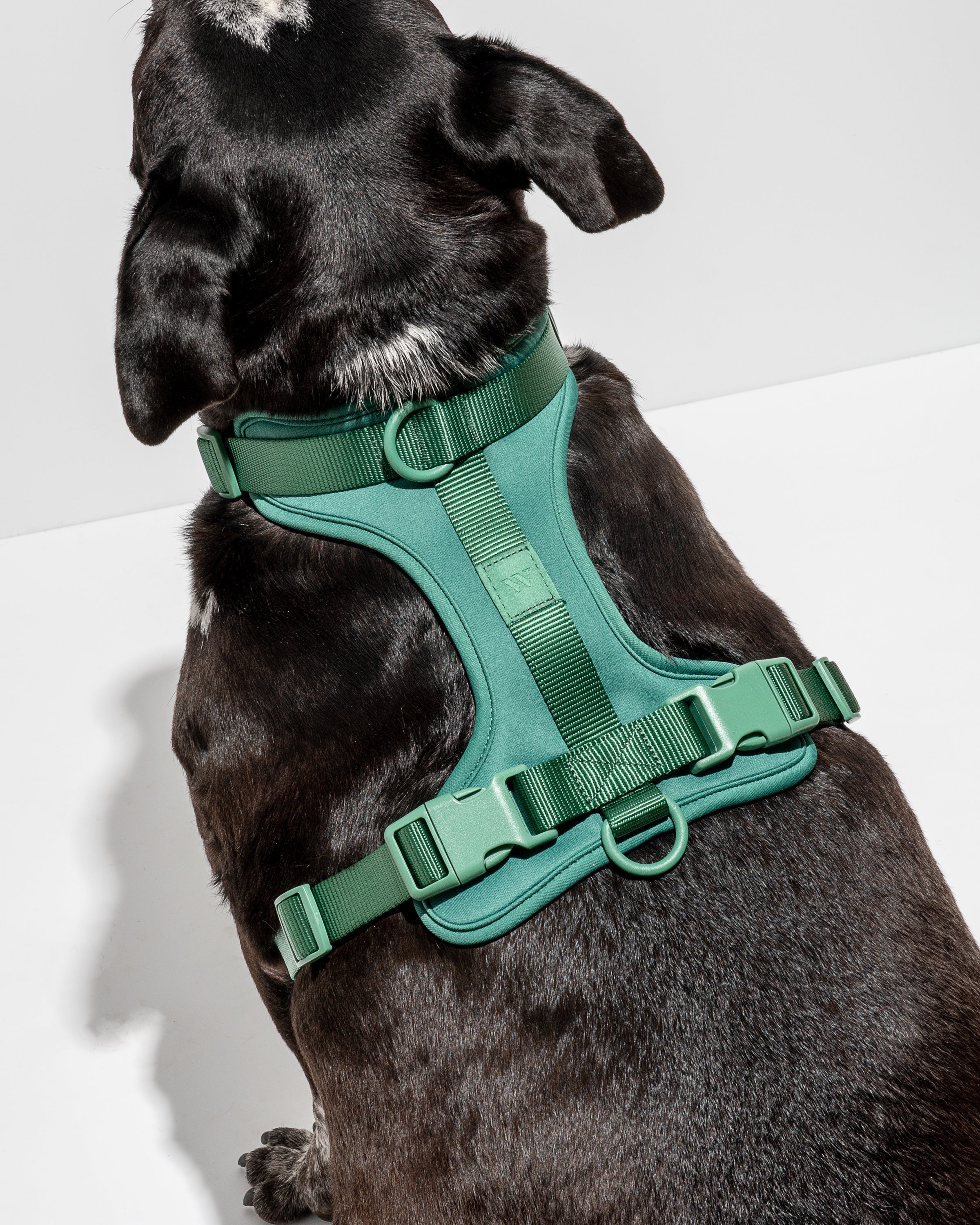Cushioned Harness